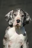 DOGUE ALLEMAND 642
